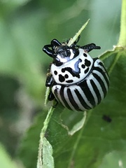 Leptinotarsa undecimlineata