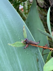 Sphingidae