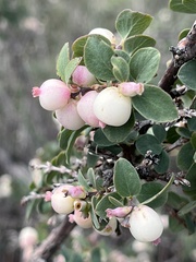 Symphoricarpos rotundifolius