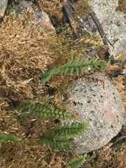 Pellaea calidirupium