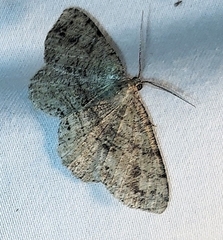 Melanolophia canadaria