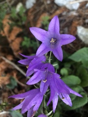 Campanula rapunculoides