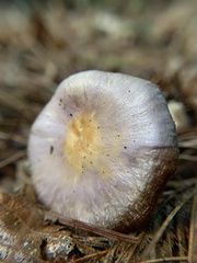 Cortinarius iodes