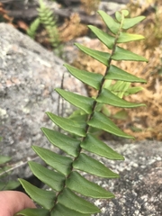 Pellaea calidirupium