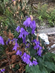 Campanula rapunculoides