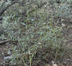 Monardella odoratissima pallida