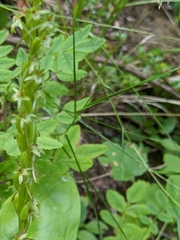 Platanthera stricta