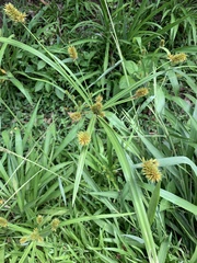 Cyperus strigosus