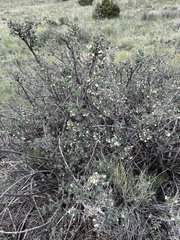 Symphoricarpos rotundifolius