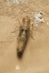 Osbornellus clarus