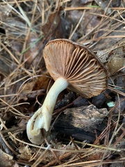 Cortinarius iodes