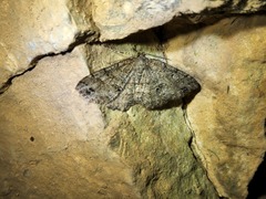 Melanolophia canadaria