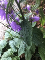 Campanula rapunculoides