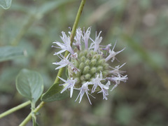 Monardella odoratissima pallida