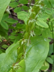 Platanthera stricta