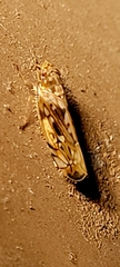Osbornellus clarus