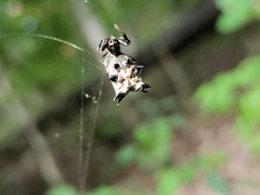 Micrathena gracilis