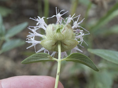 Monardella odoratissima pallida