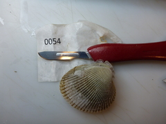 Clinocardium nuttallii