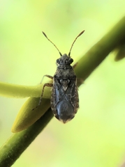 Arhyssus