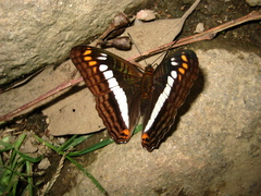 Adelpha alala