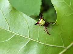 Micrathena sagittata