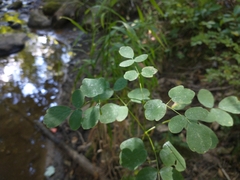 Thalictrum pubescens