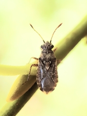 Arhyssus