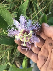 Passiflora incarnata