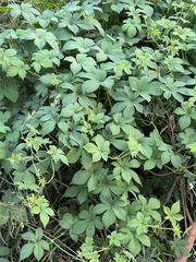 Humulus scandens