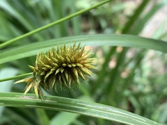 Cyperus strigosus