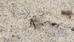 Dasymutilla sackenii