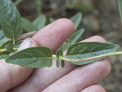 Monardella odoratissima pallida