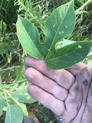 Passiflora incarnata