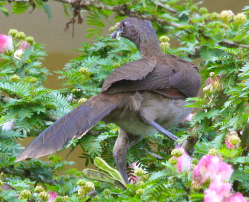 Ortalis cinereiceps