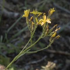 Crepis pleurocarpa