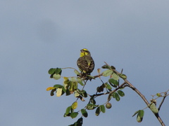 Crithagra mozambica