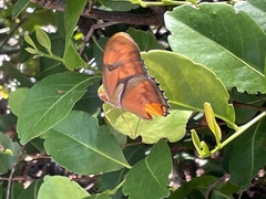 Dryas iulia