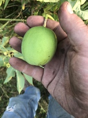 Passiflora incarnata