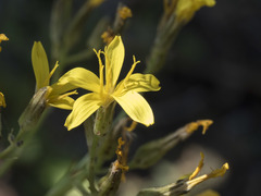 Crepis pleurocarpa