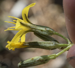 Crepis pleurocarpa