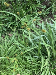 Cyperus strigosus