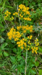 Solidago