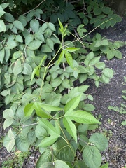 Passiflora incarnata