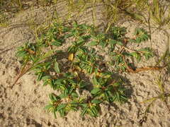Euphorbia polygonifolia