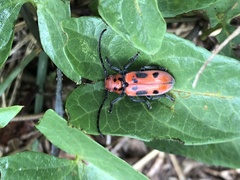 Tetraopes tetrophthalmus