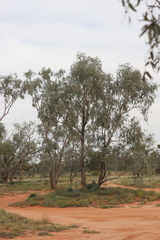 Eucalyptus coolabah