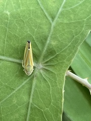Graphocephala versuta