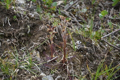 Pedicularis labradorica
