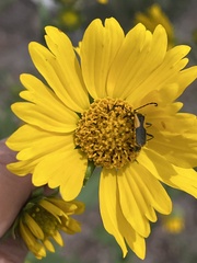 Helianthinae